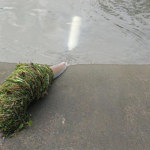 工事現場の前を流れる川の掃除