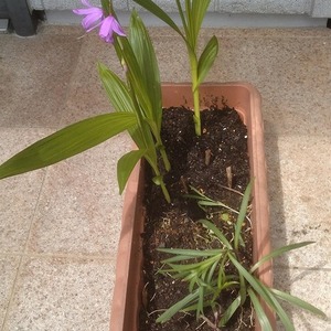 お客様からいただいた植物　紫蘭、ヒメタイサンボク