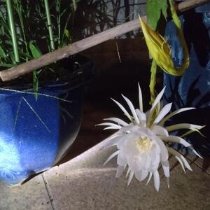 自宅の月下美人の花の開花　２０２５年９月