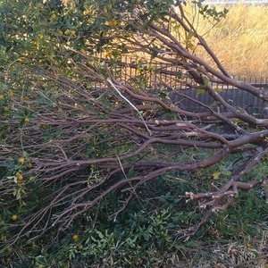 台風１５号の影響による改修工事と、倒れても成長しているキンカンの木