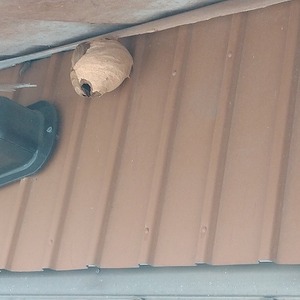 菊川市　A様邸　軒裏ベニヤ板のはりかえとスズメ蜂の巣の撤去